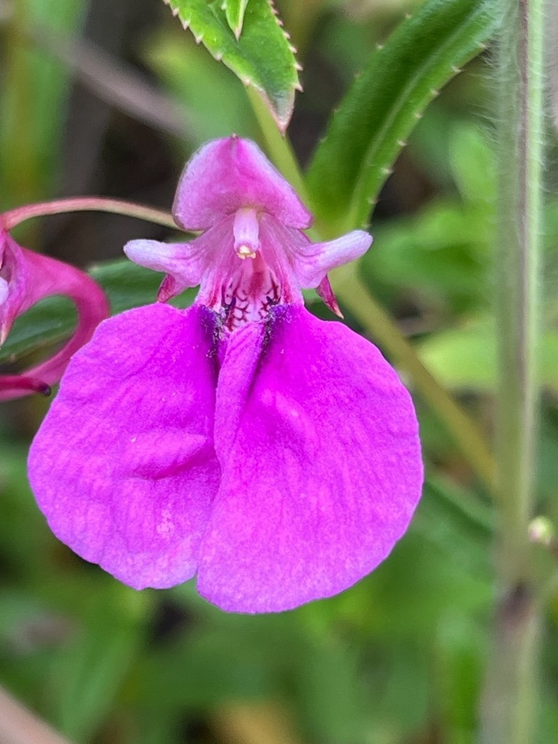Impatiens chinensis photo 8