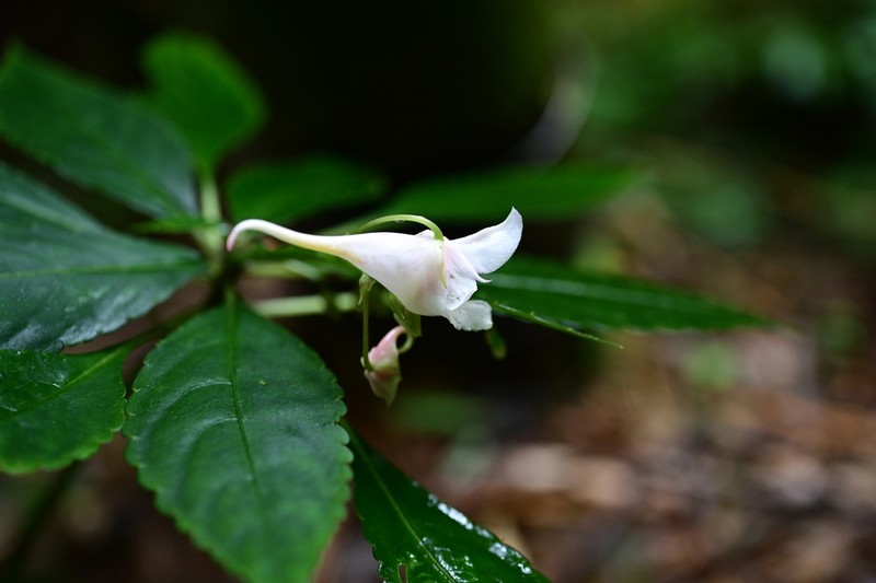 Impatiens chishuiensis