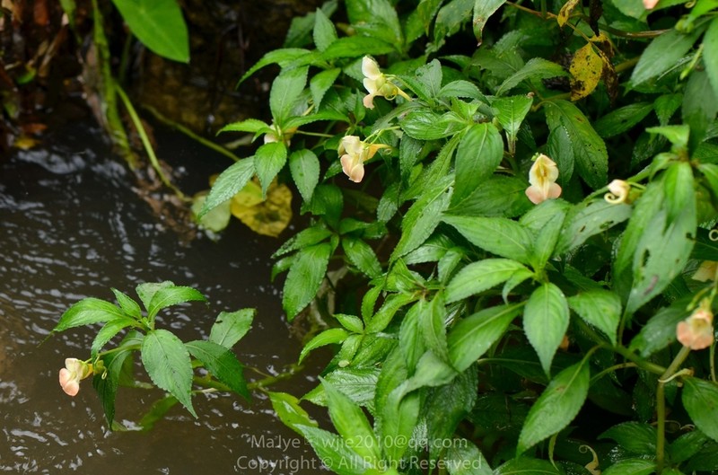 Impatiens chlorosepala photo 2