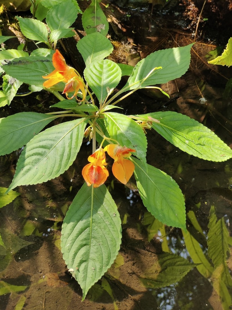 Impatiens chlorosepala photo 3