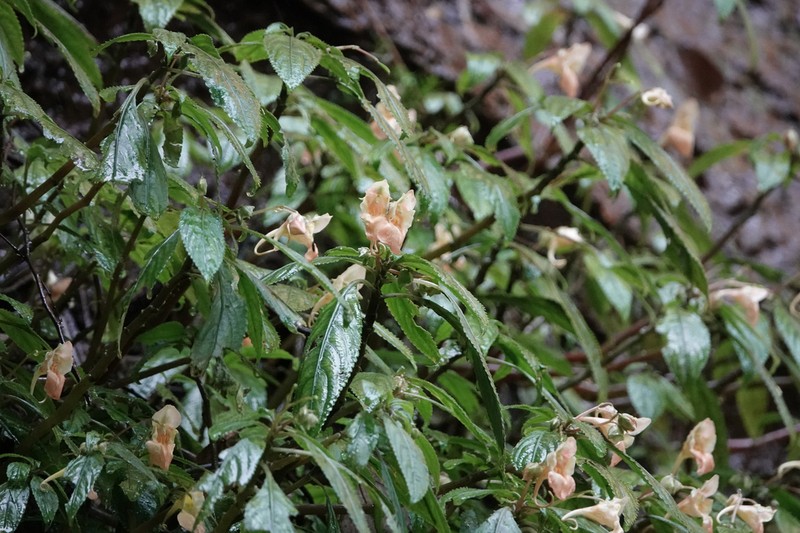 Impatiens chlorosepala photo 4
