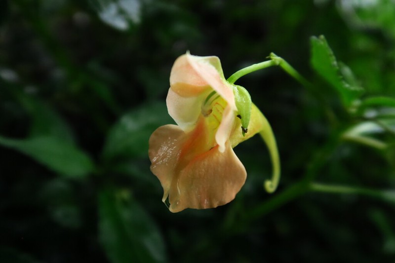 Impatiens chlorosepala photo 5