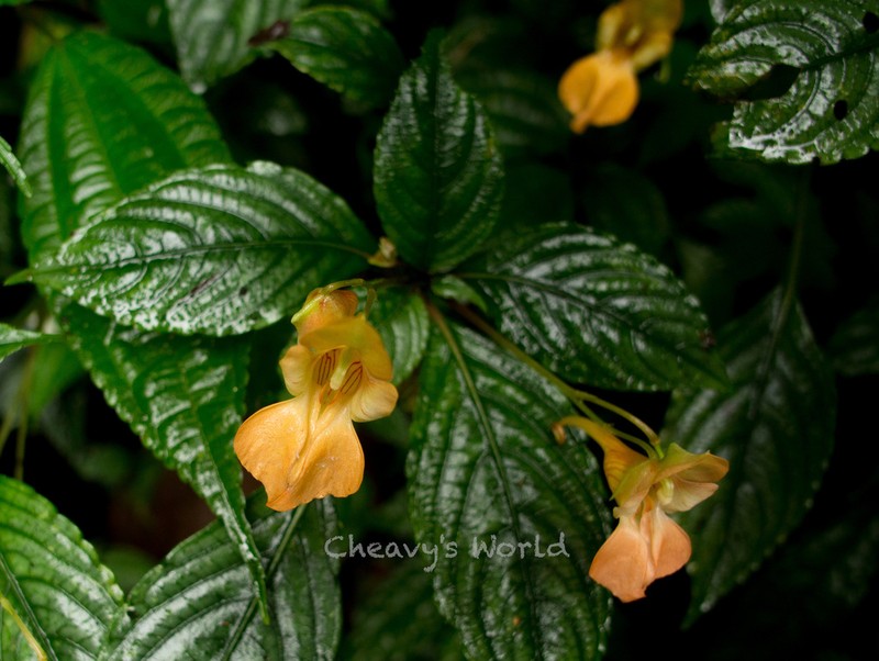 Impatiens chlorosepala photo 6