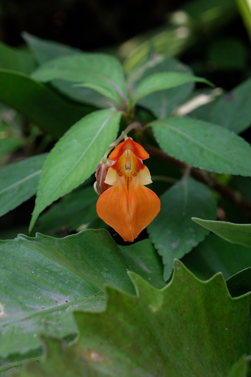 Impatiens chlorosepala photo 7