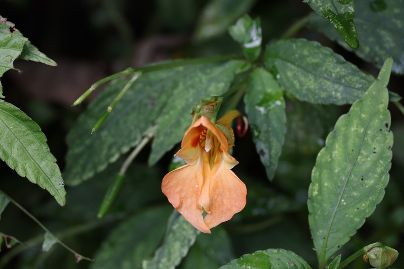 Impatiens chlorosepala photo 8