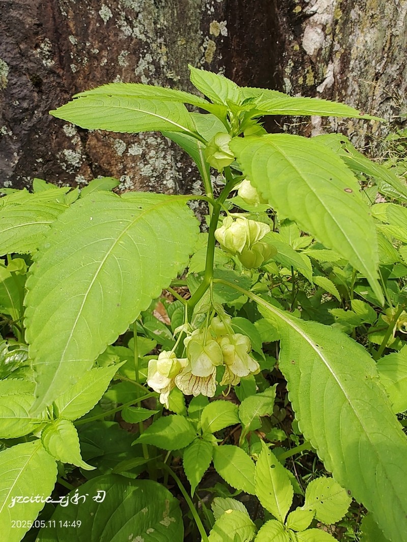 Impatiens chloroxantha photo 2