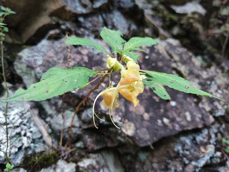 Impatiens chloroxantha photo 3