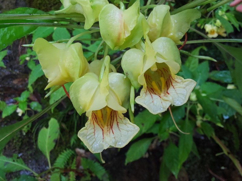 Impatiens chloroxantha photo 4