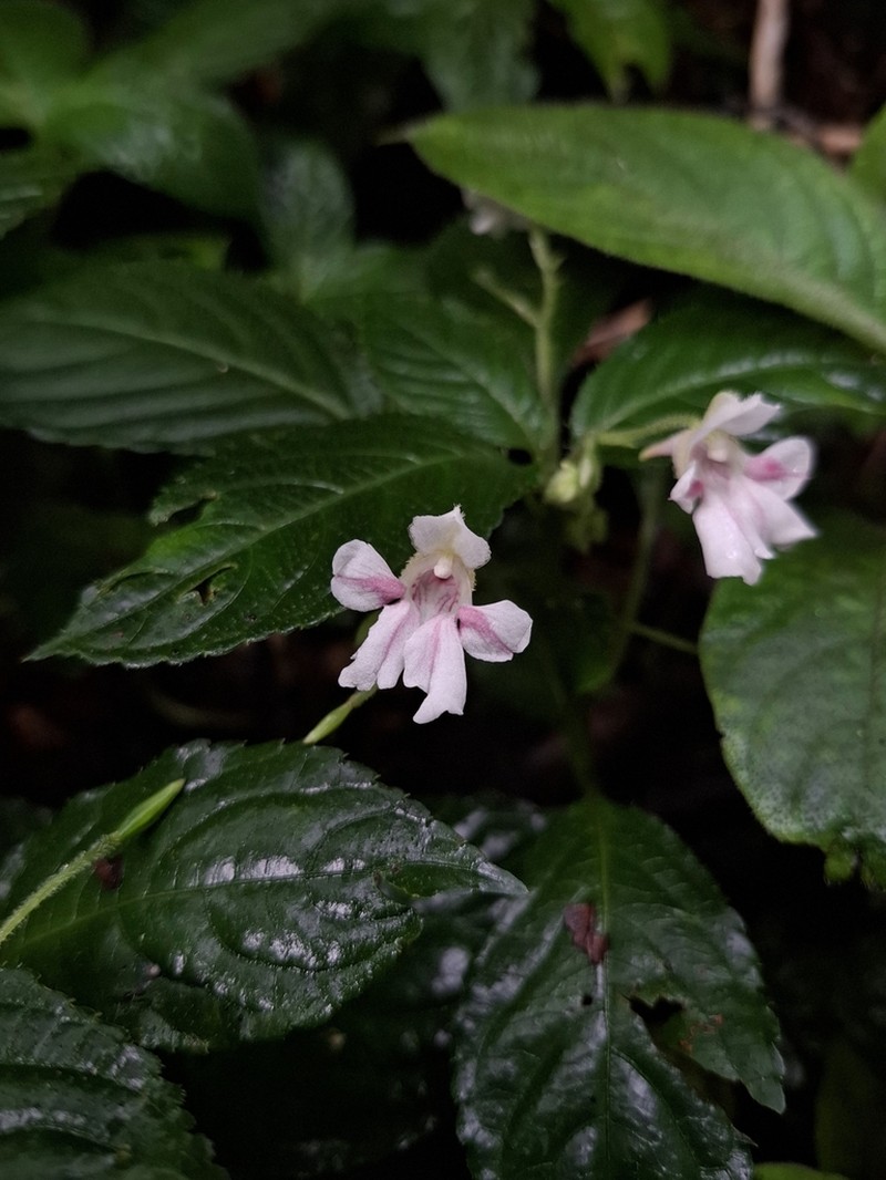 Impatiens choneceras