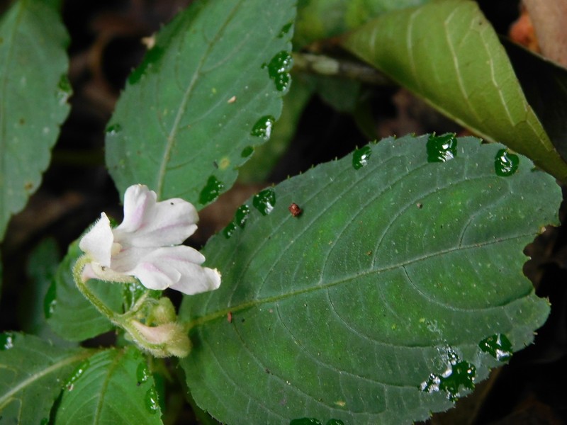 Impatiens choneceras photo 2