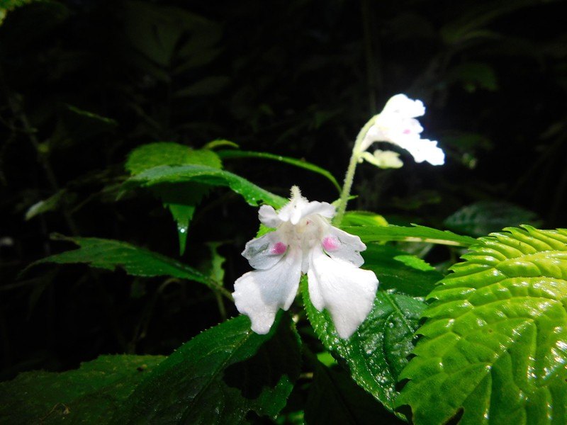 Impatiens choneceras photo 3