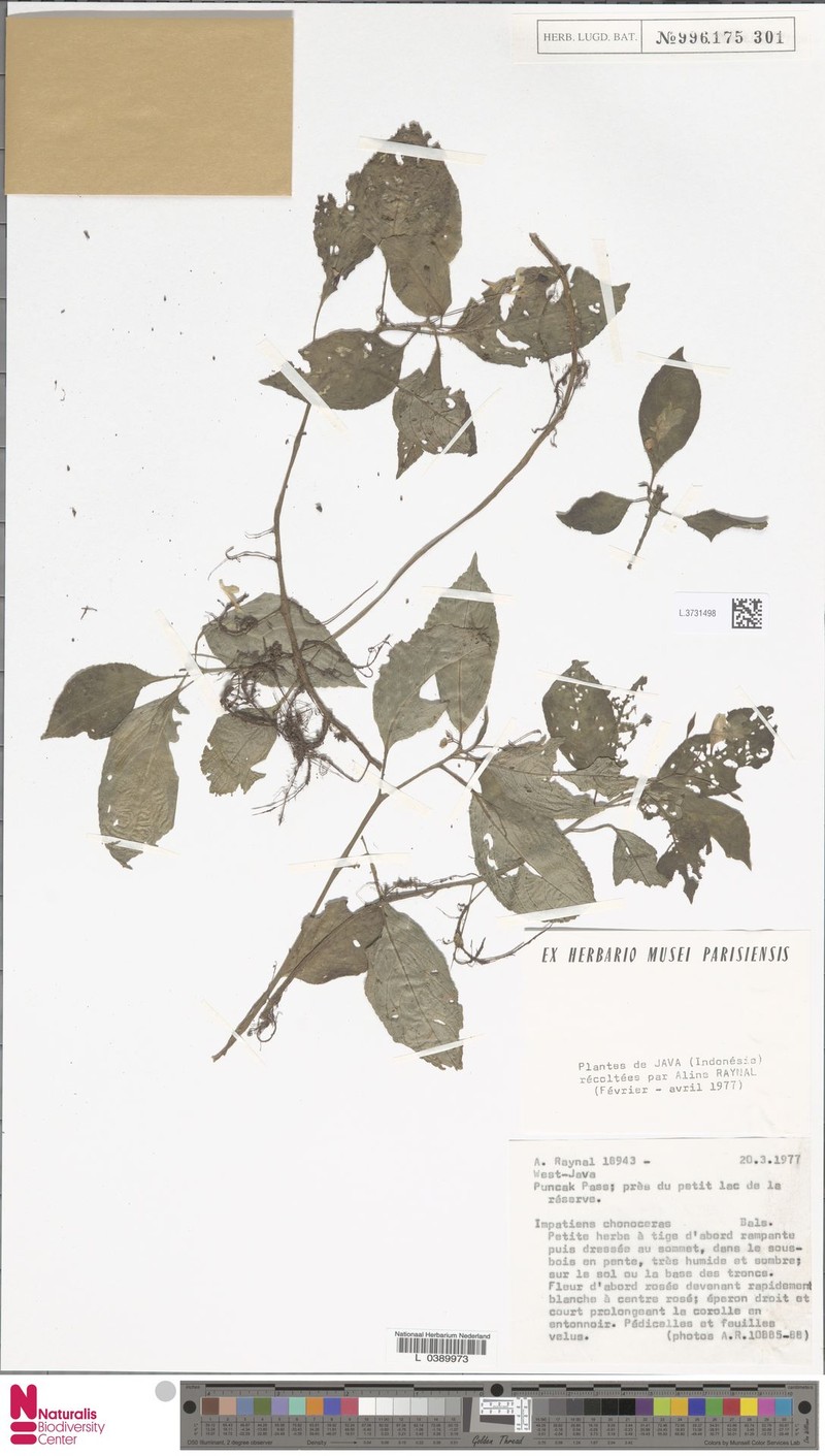 Impatiens choneceras photo 4
