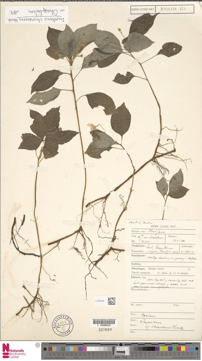 Impatiens choneceras photo 5