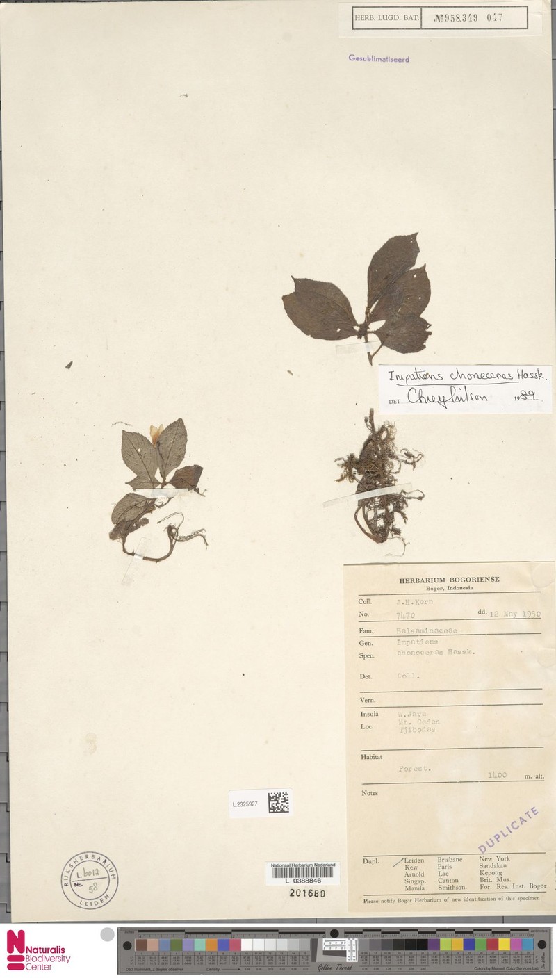 Impatiens choneceras photo 6