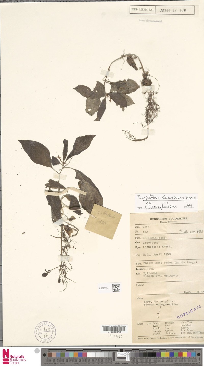 Impatiens choneceras photo 7