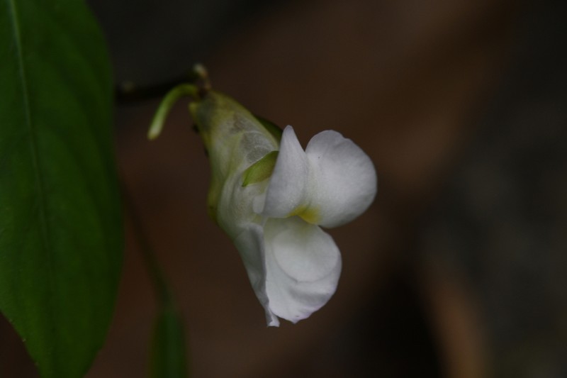 Impatiens chumphonensis