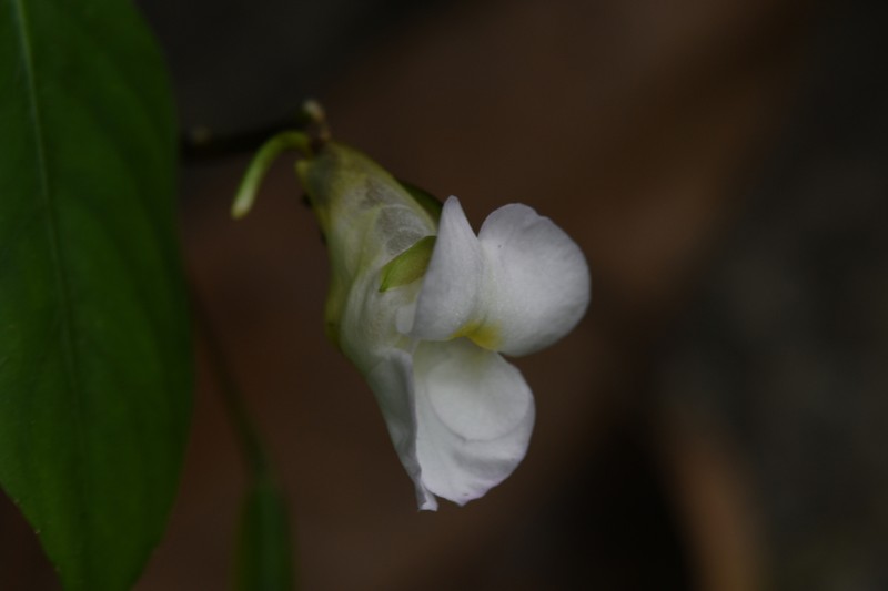 Impatiens chumphonensis photo 3