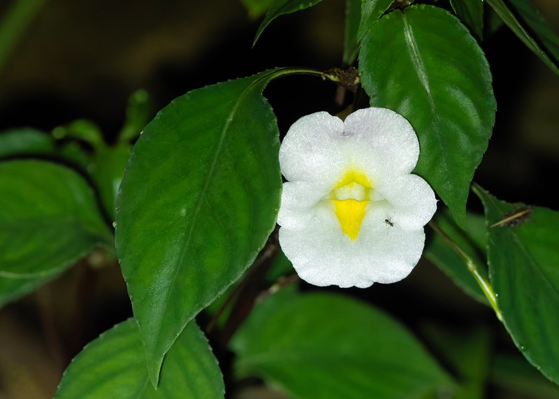 Impatiens chumphonensis photo 4
