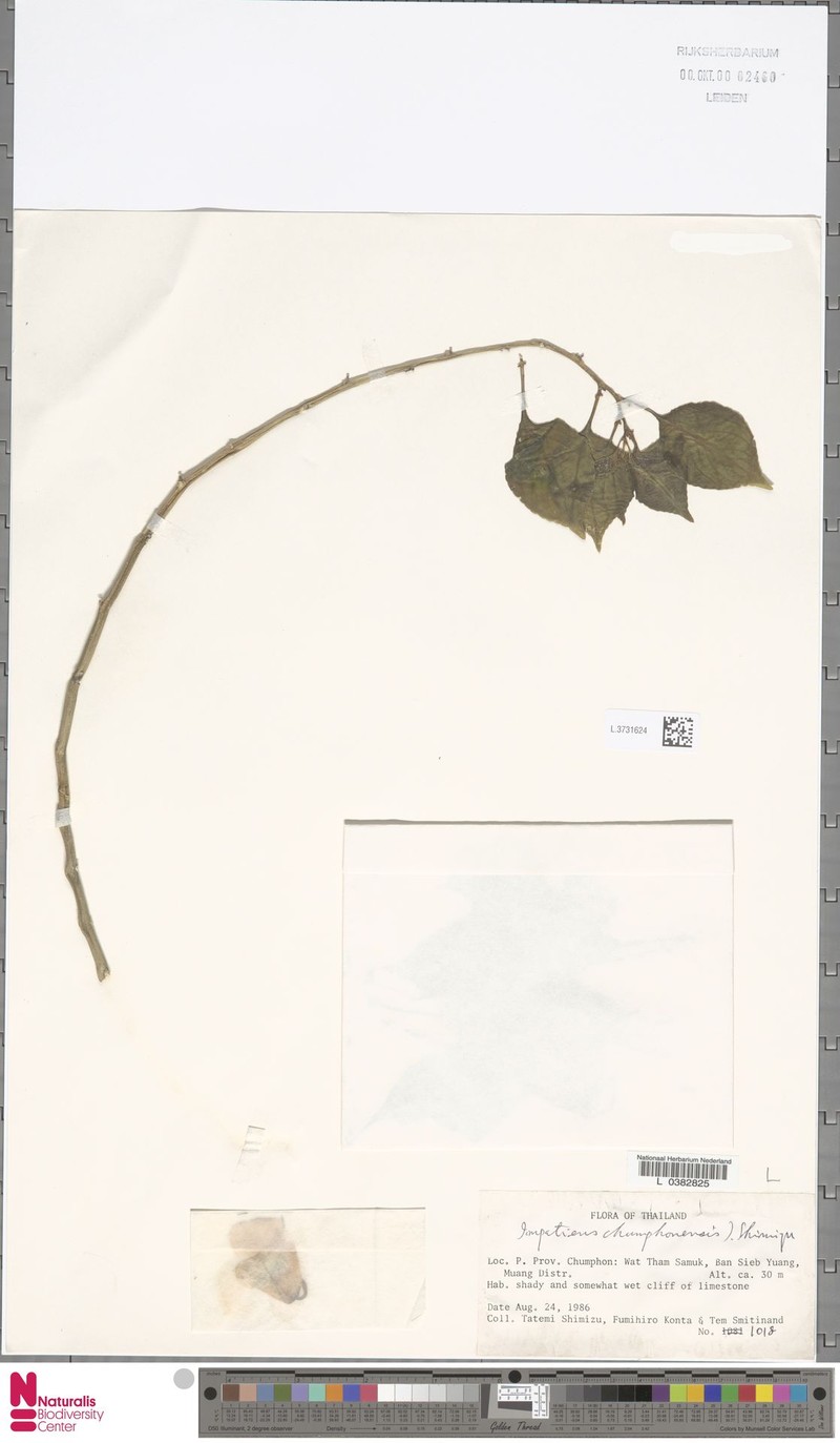 Impatiens chumphonensis photo 5