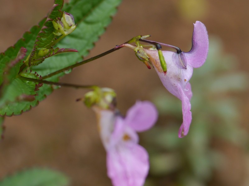 Impatiens chungtienensis