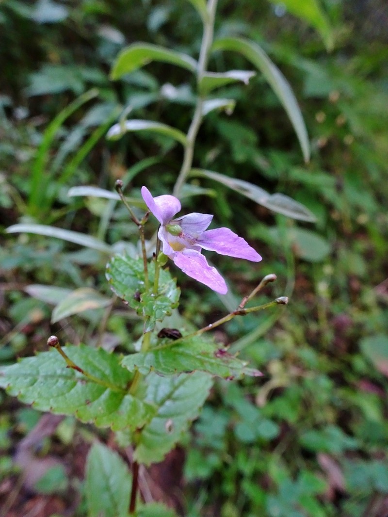 Impatiens chungtienensis photo 2