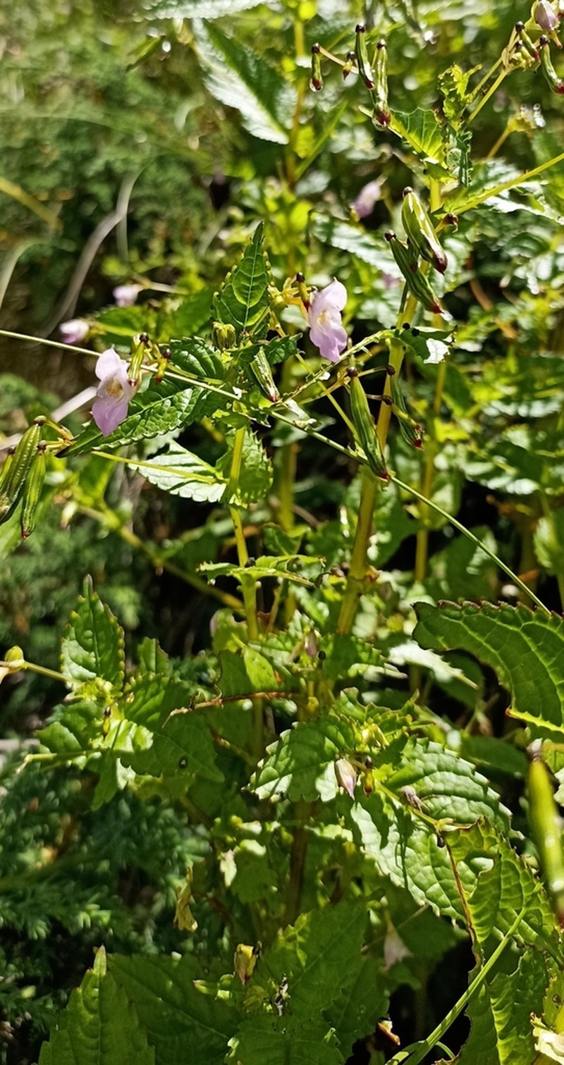 Impatiens chungtienensis photo 3