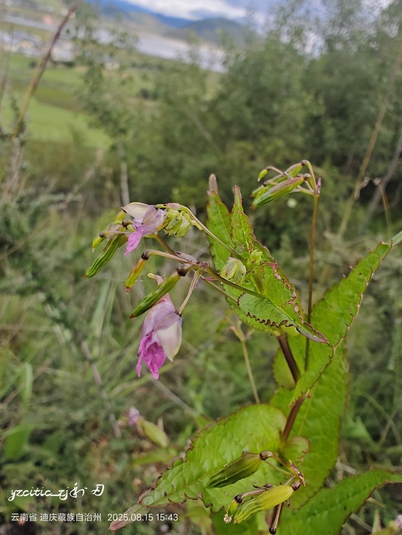 Impatiens chungtienensis photo 4
