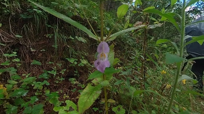 Impatiens chungtienensis photo 5