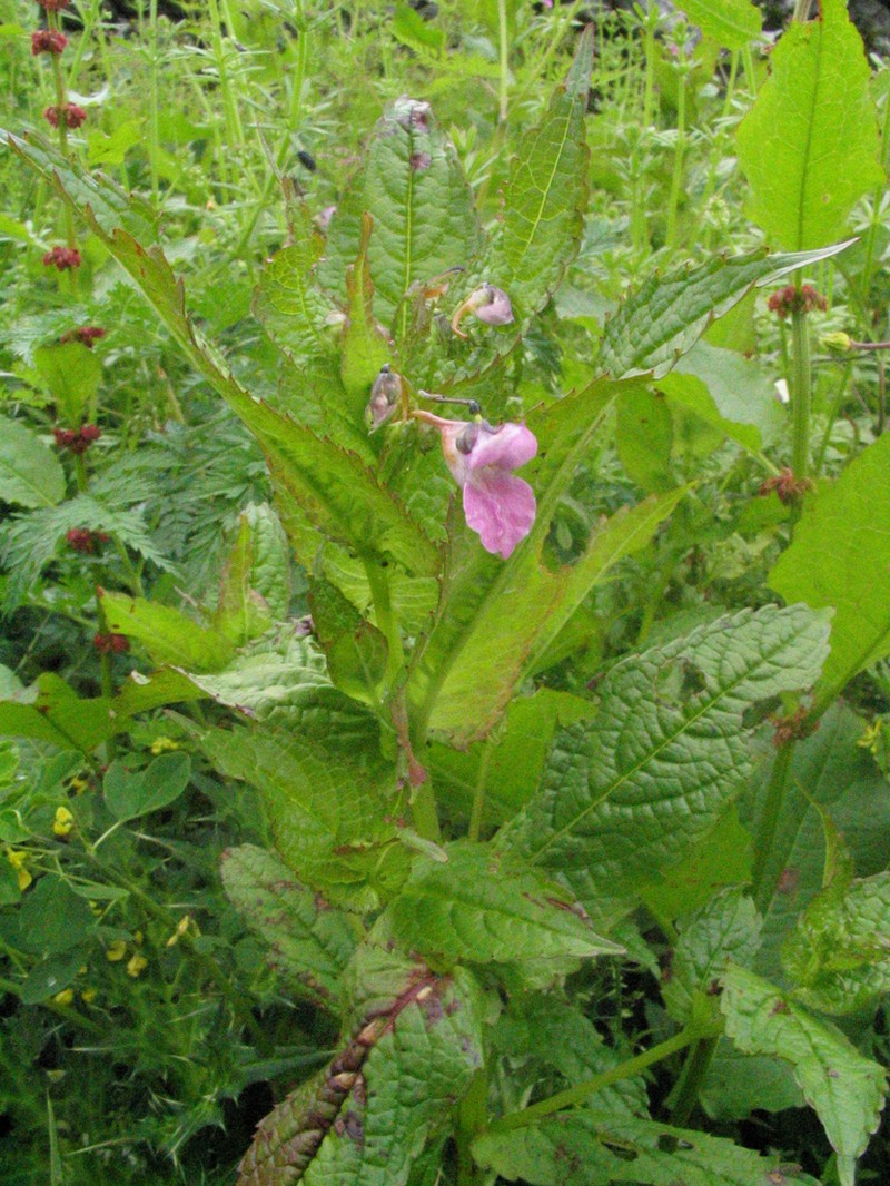 Impatiens chungtienensis photo 6