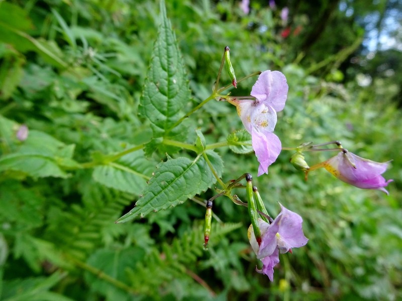 Impatiens chungtienensis photo 7
