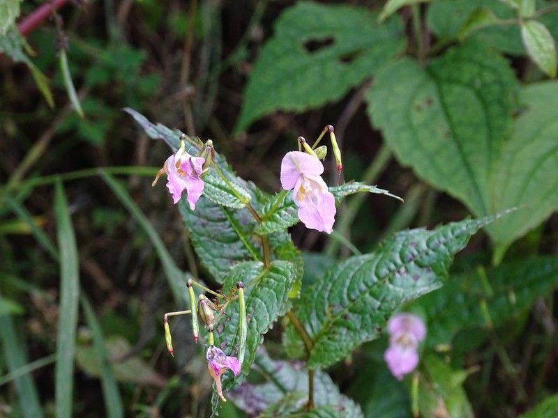 Impatiens chungtienensis photo 8