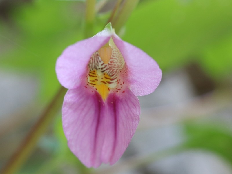 Impatiens chunkaoi