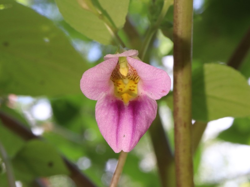Impatiens chunkaoi photo 2