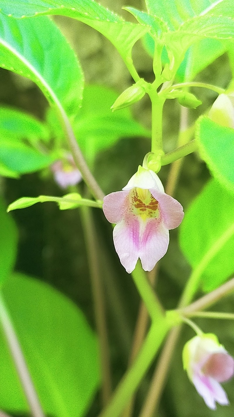 Impatiens chunkaoi photo 3