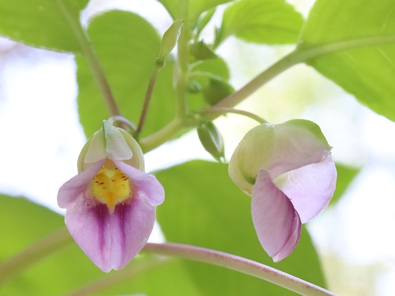 Impatiens chunkaoi photo 4
