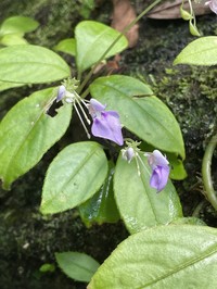 Impatiens ciliifolia