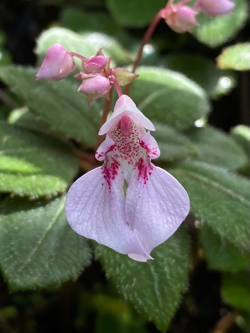 Impatiens ciliifolia photo 2