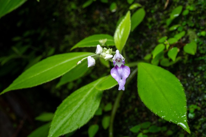 Impatiens ciliifolia photo 3