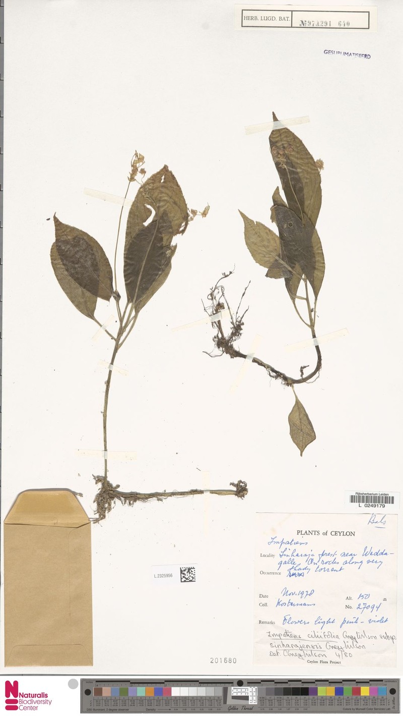 Impatiens ciliifolia subsp. sinharajensis