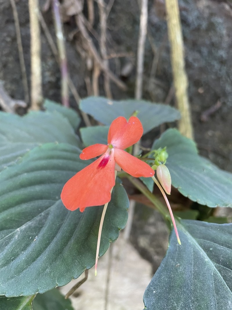Impatiens cinnabarina