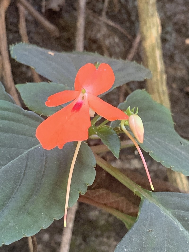 Impatiens cinnabarina photo 2