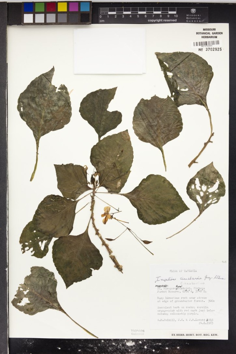 Impatiens cinnabarina photo 6