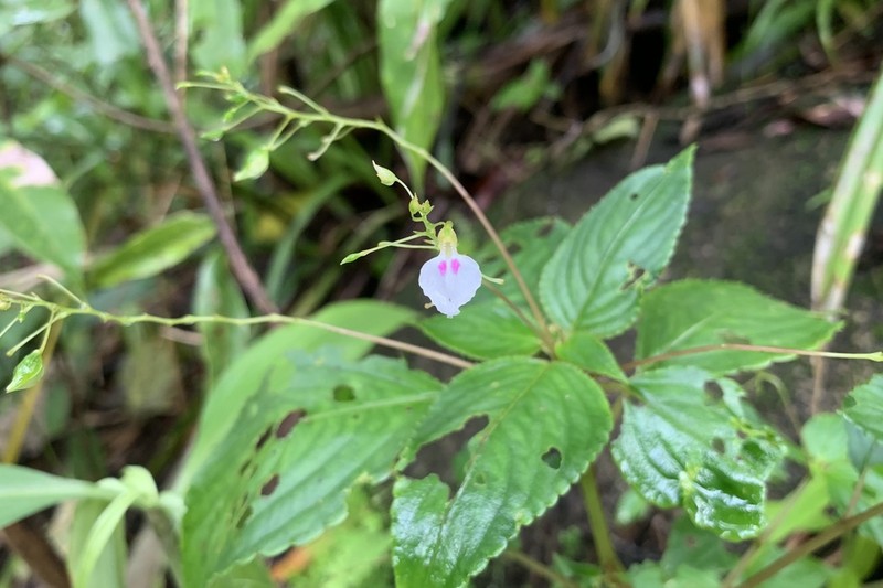 Impatiens circaeoides