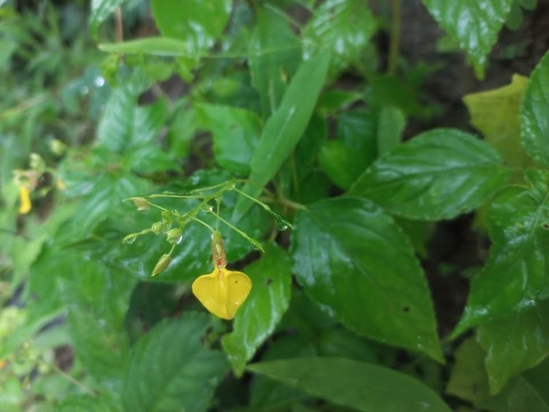 Impatiens circaeoides photo 2