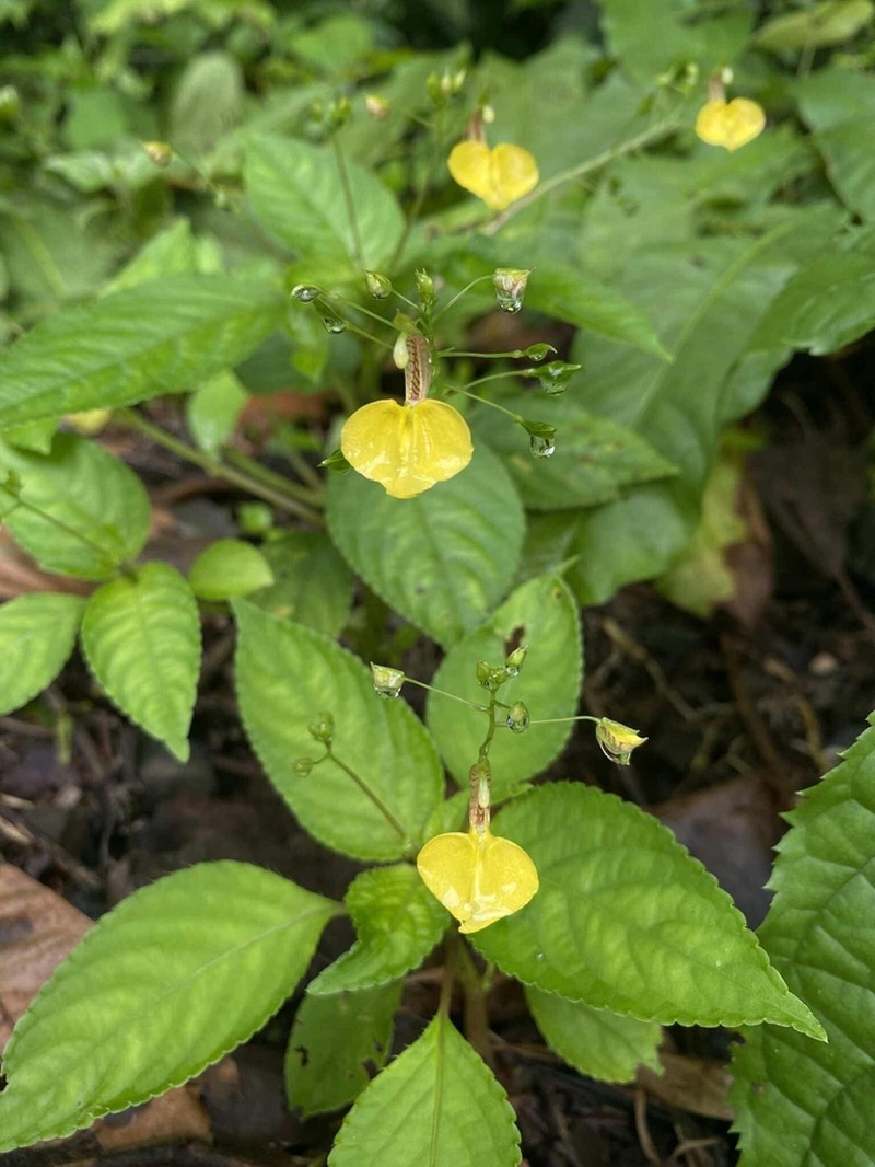 Impatiens circaeoides photo 3