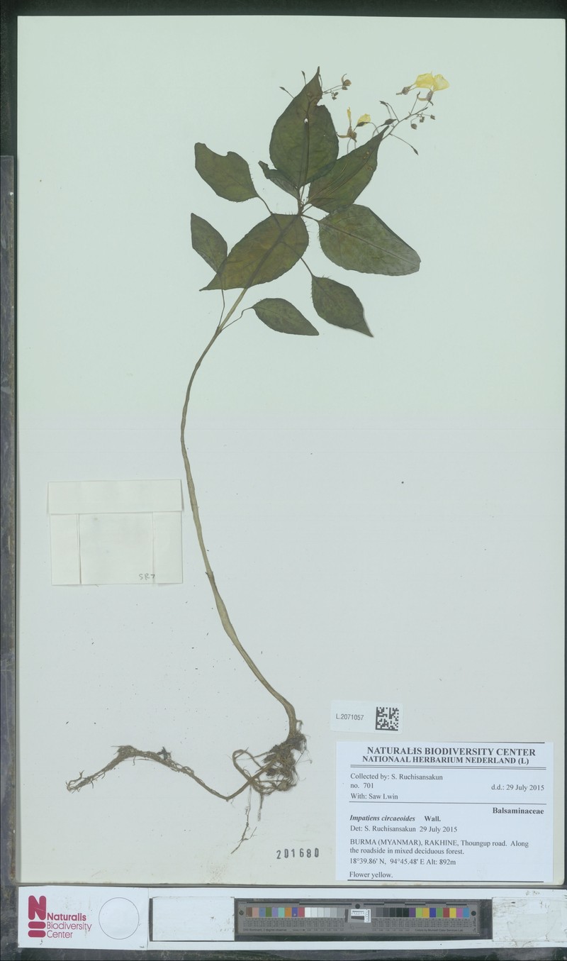Impatiens circaeoides photo 6