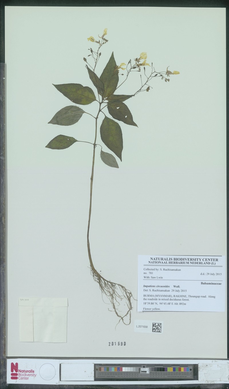 Impatiens circaeoides photo 7