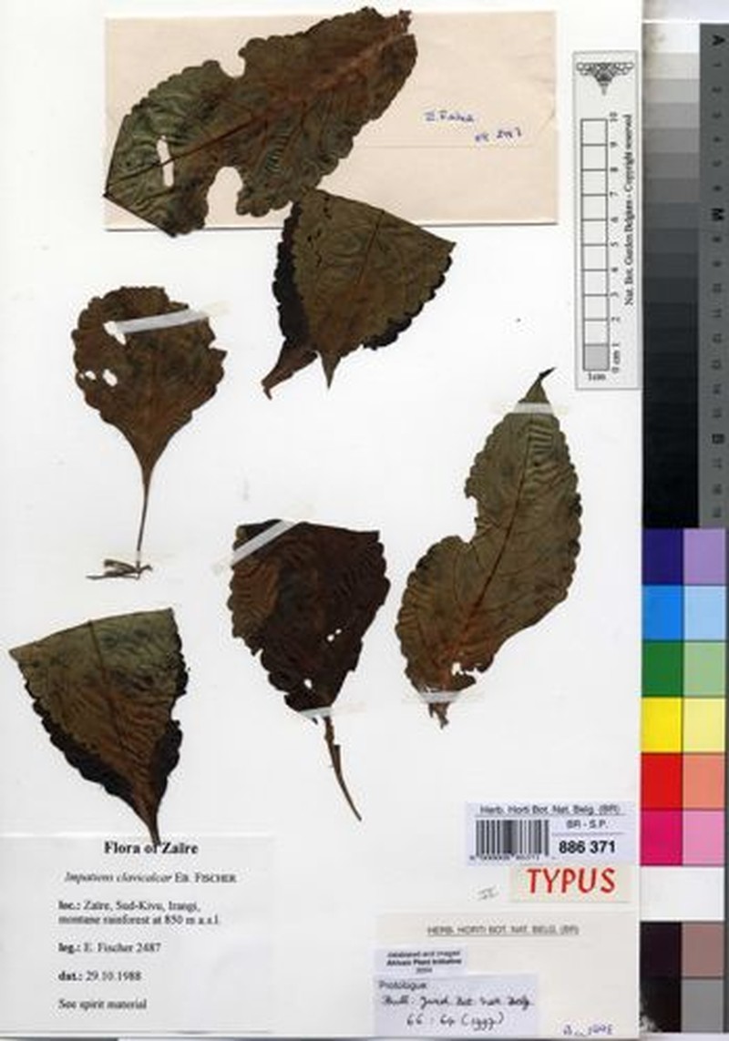 Impatiens clavicalcar