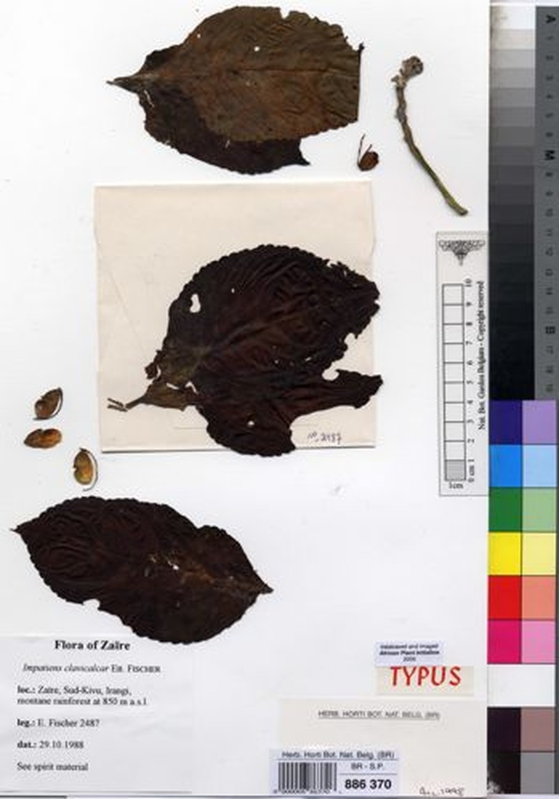 Impatiens clavicalcar photo 2