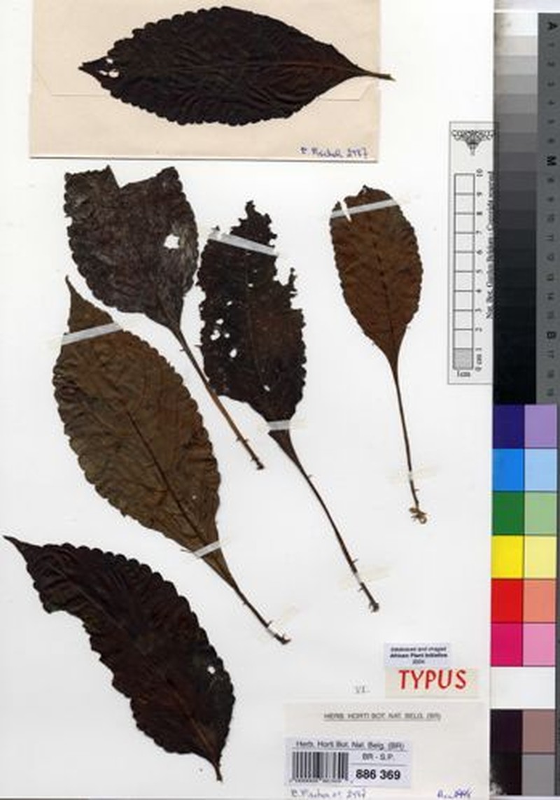 Impatiens clavicalcar photo 3